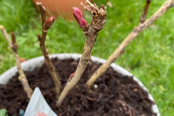 牡丹如何扦插生根快,插扦基质很重要