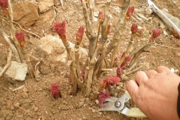 牡丹如何扦插生根快,插扦基质很重要