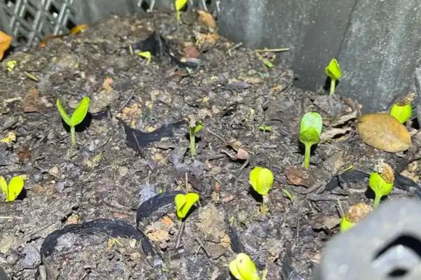 西瓜的生长时期，分为发芽期、幼苗期、伸蔓期、结果期