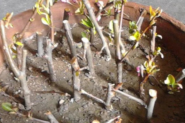 牡丹如何扦插生根快,插扦基质很重要