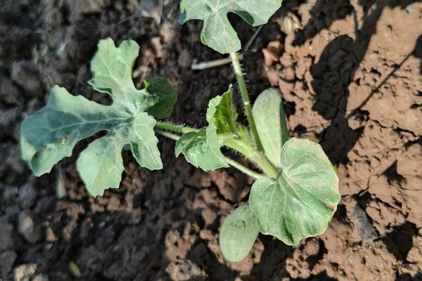 西瓜的生长时期，分为发芽期、幼苗期、伸蔓期、结果期