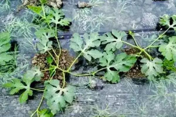 西瓜的生长时期，分为发芽期、幼苗期、伸蔓期、结果期