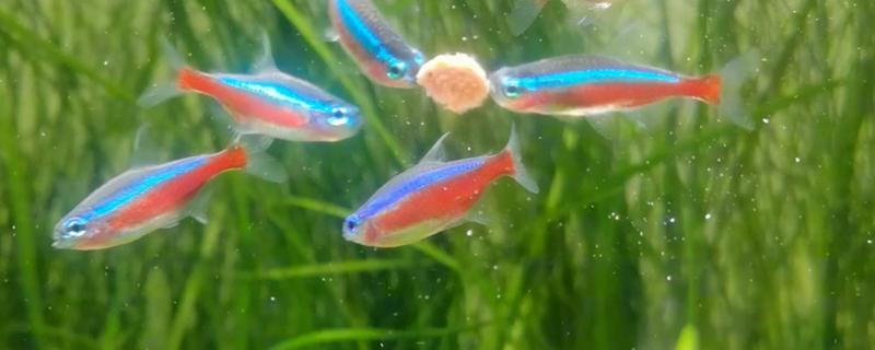 宝莲灯鱼水温要多少，水温保持在22度到24度