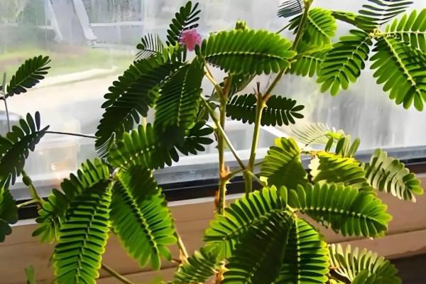 含羞草只有一年寿命吗，只能够存活大约1年左右