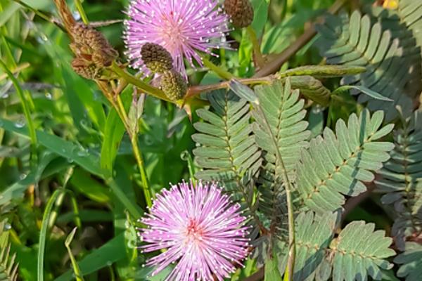 含羞草只有一年寿命吗，只能够存活大约1年左右