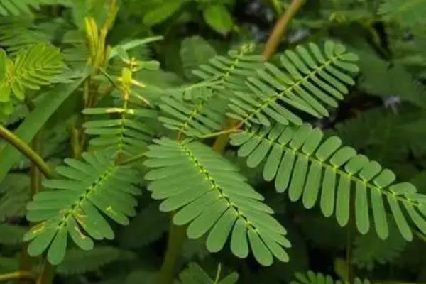 含羞草只有一年寿命吗，只能够存活大约1年左右