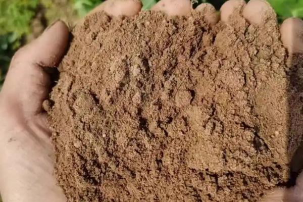 含羞草只有一年寿命吗，只能够存活大约1年左右