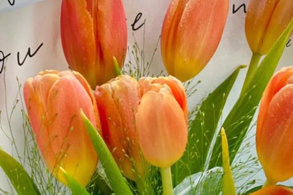 橙色郁金香的花语，寓意宁静温暖、美好回忆等