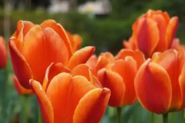 橙色郁金香的花语，寓意宁静温暖、美好回忆等