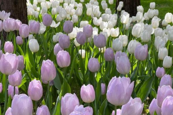 橙色郁金香的花语，寓意宁静温暖、美好回忆等