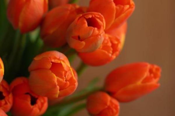 橙色郁金香的花语，寓意宁静温暖、美好回忆等