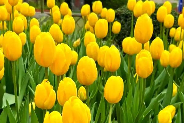 橙色郁金香的花语，寓意宁静温暖、美好回忆等