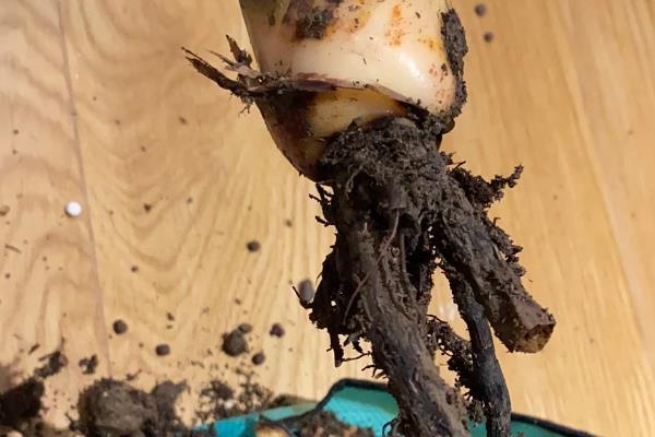 天堂鸟烂根如何处理，剪除烂根再换土重栽