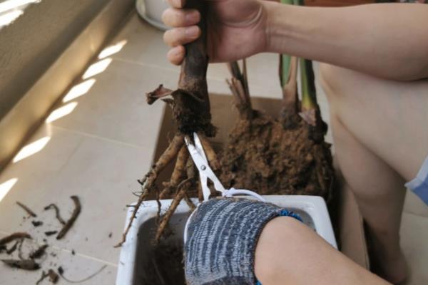 天堂鸟烂根如何处理，剪除烂根再换土重栽