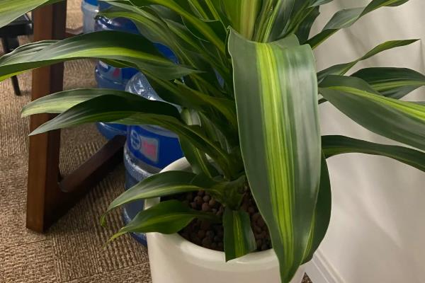 天堂鸟烂根如何处理，剪除烂根再换土重栽