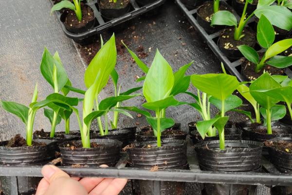 天堂鸟烂根如何处理，剪除烂根再换土重栽