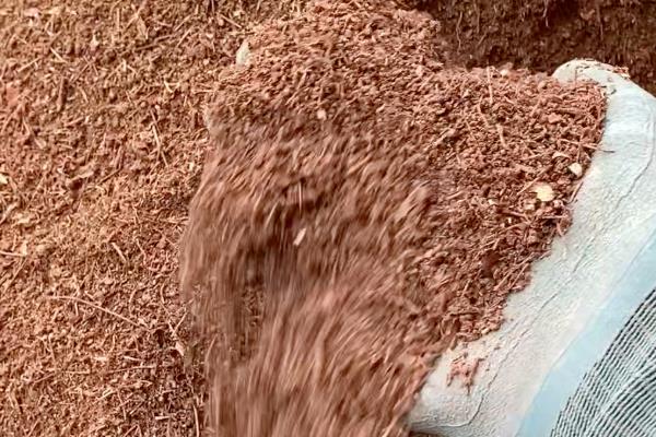 天堂鸟烂根如何处理，剪除烂根再换土重栽