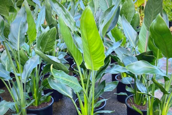 天堂鸟烂根如何处理，剪除烂根再换土重栽