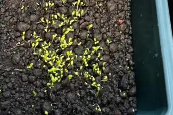 洋桔梗种子的种植方法，一般在春秋两季种植