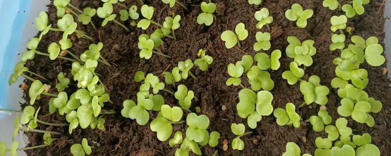 适合阳台种的菜种，有小白菜、韭菜等