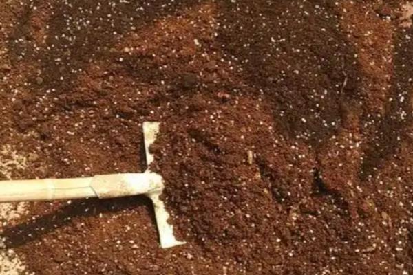 洋桔梗种子的种植方法，一般在春秋两季种植