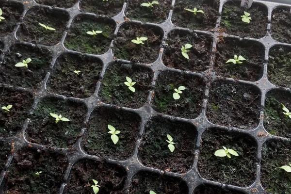 洋桔梗种子的种植方法，一般在春秋两季种植