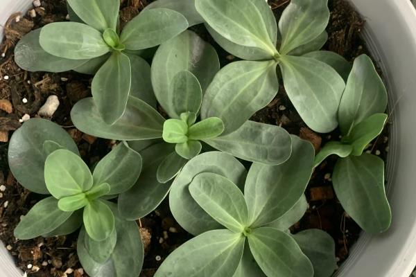 洋桔梗种子的种植方法，一般在春秋两季种植