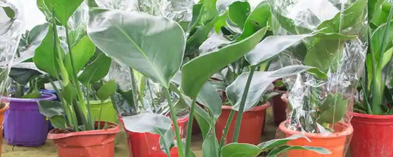 天堂鸟烂根如何处理，剪除烂根再换土重栽