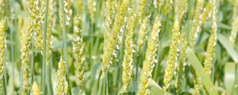 小麦盛花期能打药吗，最好是不要在这个时期打药