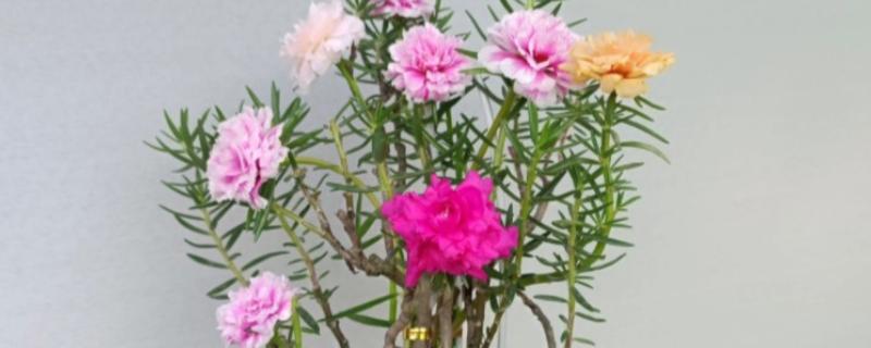 太阳花冻死了明年还能活吗，取决于地下根系的情况