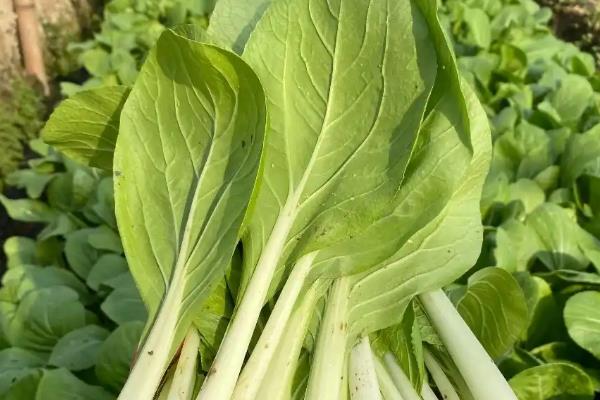 适合阳台种的菜种，有小白菜、韭菜等