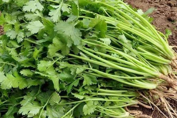 适合阳台种的菜种，有小白菜、韭菜等