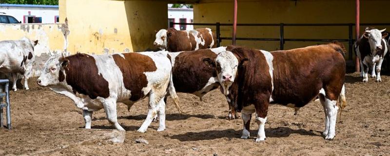 养肉牛的利润和成本，一头牛的纯利润为1180元左右