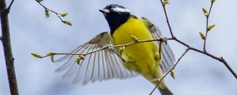 黄腹山雀公母如何区分，观察头部和喉部即可辨别