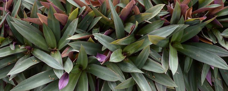 紫背万年青如何扦插，在春秋两季进行扦插