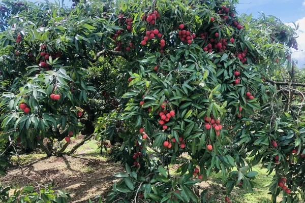 荔枝树在北方能不能活,不适合种植在我国北方