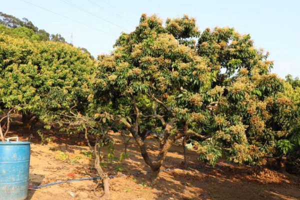 荔枝树在北方能不能活,不适合种植在我国北方