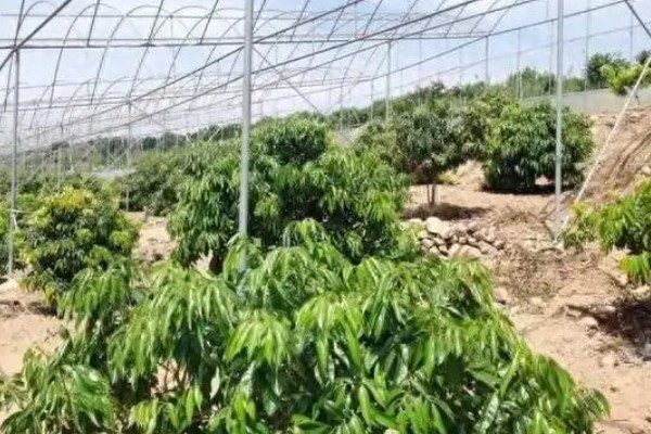 荔枝树在北方能不能活,不适合种植在我国北方