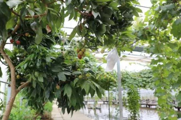 荔枝树在北方能不能活,不适合种植在我国北方