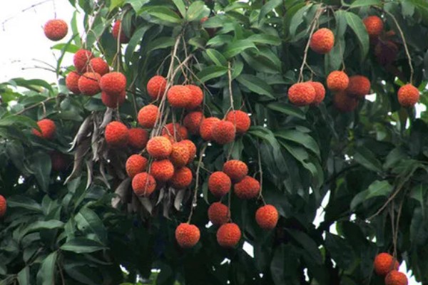 荔枝树在北方能不能活,不适合种植在我国北方