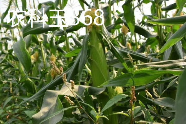 甜糯玉米用哪种除草剂，可使用硝磺草酮