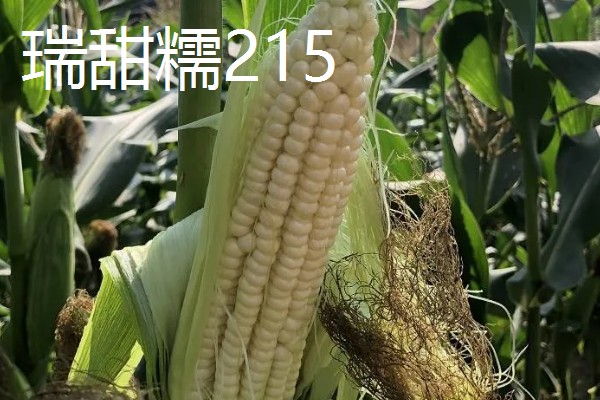 甜糯玉米用哪种除草剂，可使用硝磺草酮