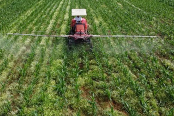 甜糯玉米用哪种除草剂，可使用硝磺草酮