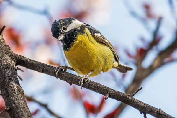 黄腹山雀公母如何区分，观察头部和喉部即可辨别