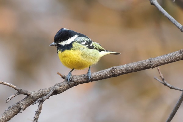 黄腹山雀公母如何区分，观察头部和喉部即可辨别