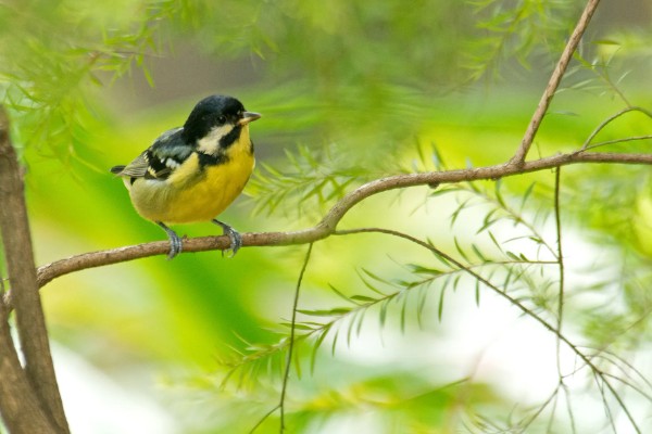 黄腹山雀公母如何区分，观察头部和喉部即可辨别