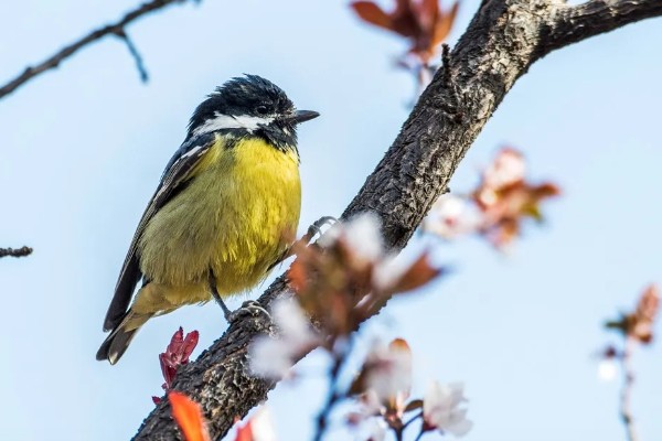 黄腹山雀公母如何区分，观察头部和喉部即可辨别