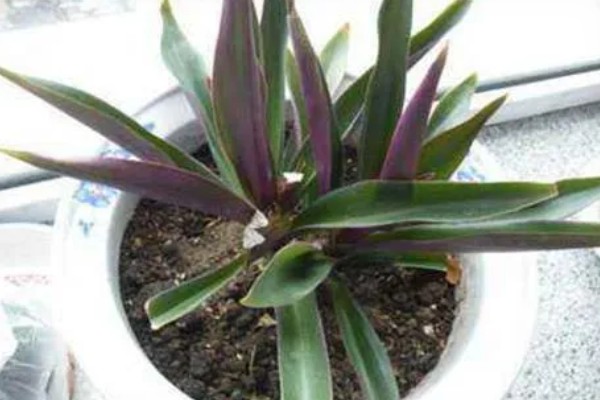 紫背万年青如何扦插，在春秋两季进行扦插