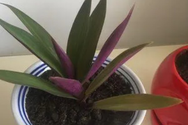 紫背万年青如何扦插，在春秋两季进行扦插