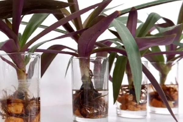 紫背万年青如何扦插，在春秋两季进行扦插